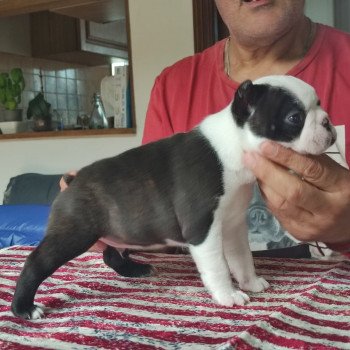 chiot Terrier de boston FAU. BRI. PAN. BLA ELEVAGE DE BOSTON TERRIER " VOM NORDEN HAUS "