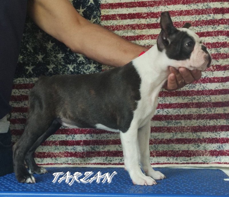 TARZAN VOM NORDEN HAUS Mâle Terrier de boston