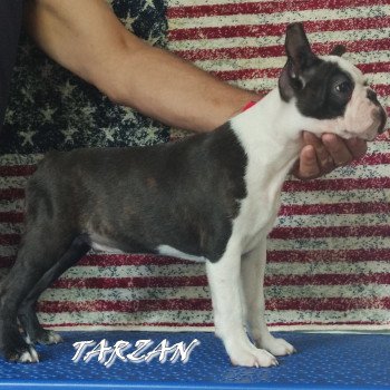 chiot Terrier de boston FAU. BRI. PAN. BLA TARZAN ELEVAGE DE BOSTON TERRIER " VOM NORDEN HAUS "