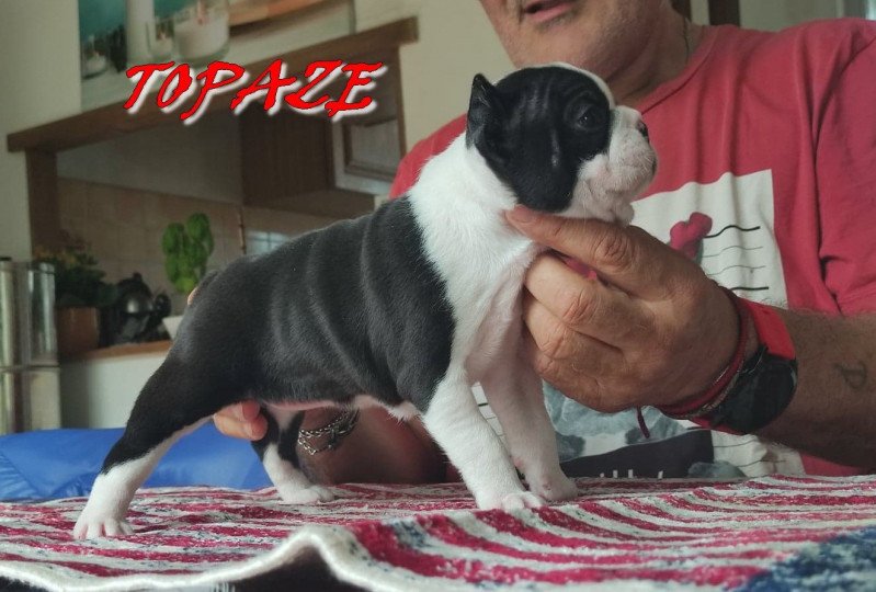 TOPAZE VOM NORDEN HAUS Femelle Terrier de boston