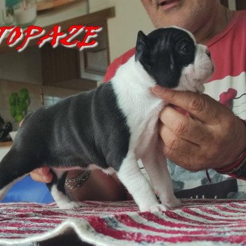 chiot Terrier de boston ELEVAGE DE BOSTON TERRIER " VOM NORDEN HAUS "