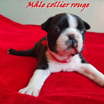 chiot Terrier de boston ELEVAGE DE BOSTON TERRIER " VOM NORDEN HAUS " chiot Terrier de boston ELEVAGE DE BOSTON TERRIER " VOM NORDEN HAUS "