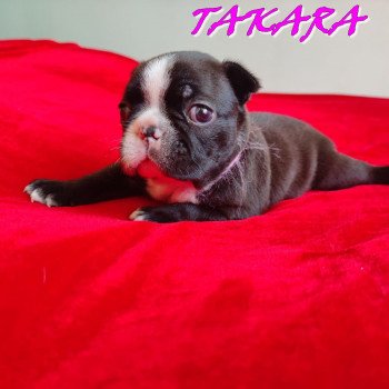 chiot Terrier de boston ELEVAGE DE BOSTON TERRIER " VOM NORDEN HAUS " chiot Terrier de boston ELEVAGE DE BOSTON TERRIER " VOM NORDEN HAUS "