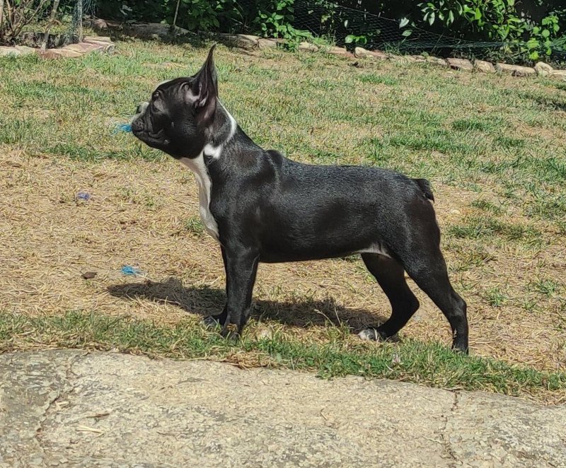 TAKARA VOM NORDEN HAUS VOM NORDEN HAUS Femelle Terrier de boston TAKARA VOM NORDEN HAUS VOM NORDEN HAUS Femelle Terrier de boston