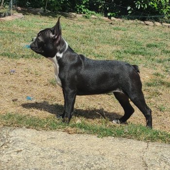 chiot Terrier de boston TAKARA ELEVAGE DE BOSTON TERRIER " VOM NORDEN HAUS " chiot Terrier de boston TAKARA ELEVAGE DE BOSTON TERRIER " VOM NORDEN HAUS "