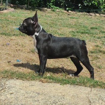 TAKARA VOM NORDEN HAUS VOM NORDEN HAUS Femelle Terrier de boston