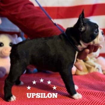 chiot Terrier de boston UPSILON ELEVAGE DE BOSTON TERRIER " VOM NORDEN HAUS "