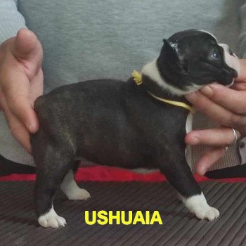 chiot Terrier de boston ELEVAGE DE BOSTON TERRIER " VOM NORDEN HAUS "