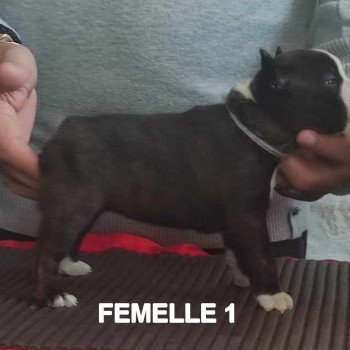 chiot Terrier de boston ELEVAGE DE BOSTON TERRIER " VOM NORDEN HAUS "