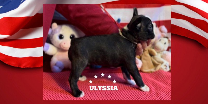 ULYSSIA VOM NORDEN HAUS Femelle Terrier de boston ULYSSIA VOM NORDEN HAUS Femelle Terrier de boston