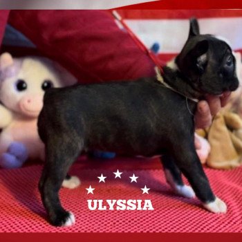 chiot Terrier de boston ULYSSIA ELEVAGE DE BOSTON TERRIER " VOM NORDEN HAUS "