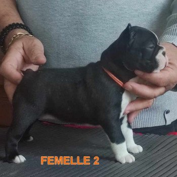 chiot Terrier de boston ELEVAGE DE BOSTON TERRIER " VOM NORDEN HAUS "