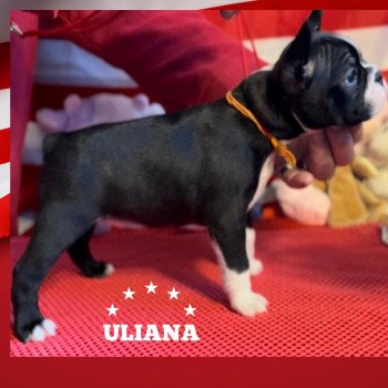 chiot Terrier de boston ULIANA ELEVAGE DE BOSTON TERRIER " VOM NORDEN HAUS "