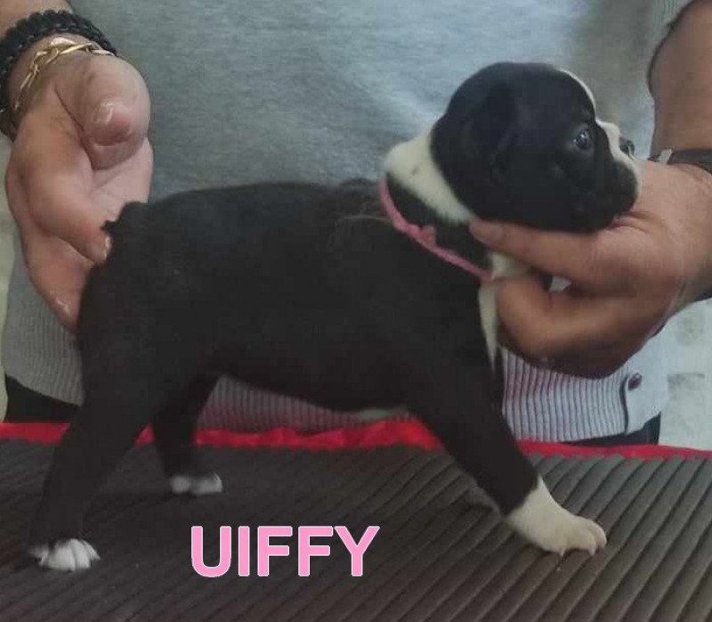 UIFFY VOM NORDEN HAUS Femelle Terrier de boston UIFFY VOM NORDEN HAUS Femelle Terrier de boston