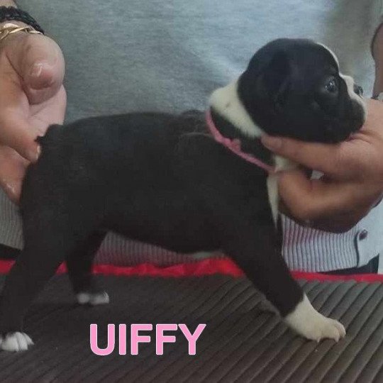 UIFFY VOM NORDEN HAUS Femelle Terrier de boston