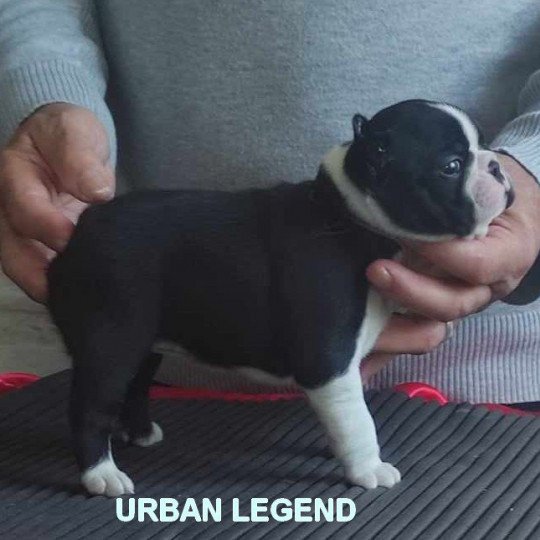 URBAN LEGEND VOM NORDEN HAUS Femelle Terrier de boston