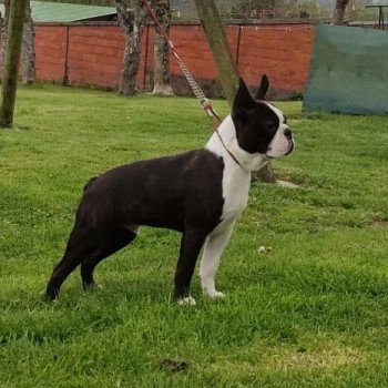 chien Terrier de boston FAU. BRI. PAN. BLA REBEL'S TO THE KING ELEVAGE DE BOSTON TERRIER " VOM NORDEN HAUS " chien Terrier de boston FAU. BRI. PAN. BLA REBEL'S TO THE KING ELEVAGE DE BOSTON TERRIER " VOM NORDEN HAUS "