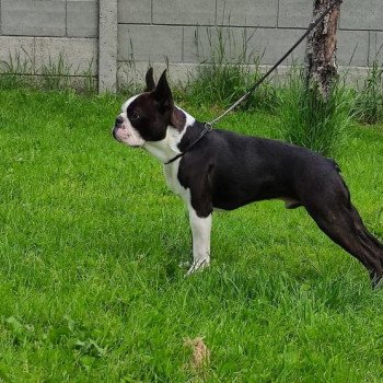 chien Terrier de boston FAU. BRI. PAN. BLA REBEL'S TO THE KING ELEVAGE DE BOSTON TERRIER " VOM NORDEN HAUS " chien Terrier de boston FAU. BRI. PAN. BLA REBEL'S TO THE KING ELEVAGE DE BOSTON TERRIER " VOM NORDEN HAUS "