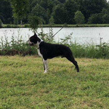 chien Terrier de boston FAU. BRI. PAN. BLA REBEL'S TO THE KING ELEVAGE DE BOSTON TERRIER " VOM NORDEN HAUS " chien Terrier de boston FAU. BRI. PAN. BLA REBEL'S TO THE KING ELEVAGE DE BOSTON TERRIER " VOM NORDEN HAUS "