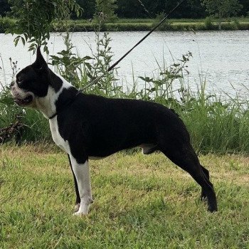 chien Terrier de boston FAU. BRI. PAN. BLA REBEL'S TO THE KING ELEVAGE DE BOSTON TERRIER " VOM NORDEN HAUS " chien Terrier de boston FAU. BRI. PAN. BLA REBEL'S TO THE KING ELEVAGE DE BOSTON TERRIER " VOM NORDEN HAUS "
