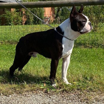 chien Terrier de boston FAU. BRI. PAN. BLA REBEL'S TO THE KING ELEVAGE DE BOSTON TERRIER " VOM NORDEN HAUS " chien Terrier de boston FAU. BRI. PAN. BLA REBEL'S TO THE KING ELEVAGE DE BOSTON TERRIER " VOM NORDEN HAUS "