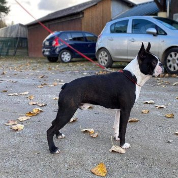 chien Terrier de boston FAU. BRI. PAN. BLA REBEL'S TO THE KING ELEVAGE DE BOSTON TERRIER " VOM NORDEN HAUS " chien Terrier de boston FAU. BRI. PAN. BLA REBEL'S TO THE KING ELEVAGE DE BOSTON TERRIER " VOM NORDEN HAUS "