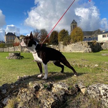 chien Terrier de boston FAU. BRI. PAN. BLA REBEL'S TO THE KING ELEVAGE DE BOSTON TERRIER " VOM NORDEN HAUS " chien Terrier de boston FAU. BRI. PAN. BLA REBEL'S TO THE KING ELEVAGE DE BOSTON TERRIER " VOM NORDEN HAUS "