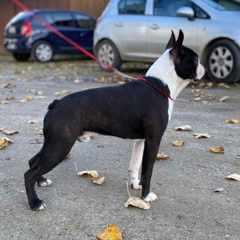 chien Terrier de boston FAU. BRI. PAN. BLA REBEL'S TO THE KING ELEVAGE DE BOSTON TERRIER " VOM NORDEN HAUS " chien Terrier de boston FAU. BRI. PAN. BLA REBEL'S TO THE KING ELEVAGE DE BOSTON TERRIER " VOM NORDEN HAUS "