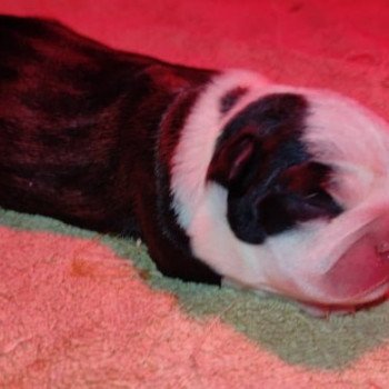 chiot Terrier de boston FAU. BRI. PAN. BLA SATANAS ELEVAGE DE BOSTON TERRIER " VOM NORDEN HAUS " chiot Terrier de boston FAU. BRI. PAN. BLA SATANAS ELEVAGE DE BOSTON TERRIER " VOM NORDEN HAUS "