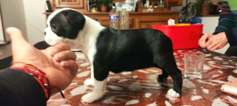 SATANAS VOM NORDEN HAUS Mâle Terrier de boston SATANAS VOM NORDEN HAUS Mâle Terrier de boston