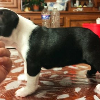 chiot Terrier de boston FAU. BRI. PAN. BLA SATANAS ELEVAGE DE BOSTON TERRIER " VOM NORDEN HAUS " chiot Terrier de boston FAU. BRI. PAN. BLA SATANAS ELEVAGE DE BOSTON TERRIER " VOM NORDEN HAUS "